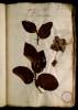  Fol. 13 

Rhu foemina Theoph. Viburnum. Spiraea Theoph. Dalechampio. Sempervivi sive Phylli species alia.